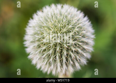 Globe thistle/Echinops, testa di sementi in stretta fino Foto Stock