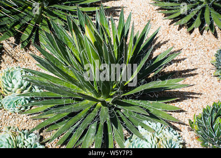 Giardino secco dotato di Agave Foto Stock