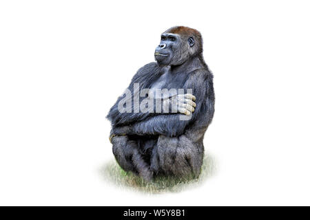 Gorilla femmina seduto e isolato su sfondo bianco Foto Stock