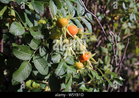 Rosa canina bacche e foglie in un primo piano foto fotografato in Finlandia durante un soleggiato autunno/giornata d'autunno. Belli e colorati di immagine. Foto Stock