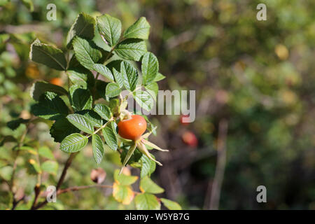 Rosa canina bacche e foglie in un primo piano foto fotografato in Finlandia durante un soleggiato autunno/giornata d'autunno. Belli e colorati di immagine. Foto Stock