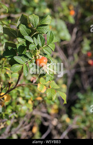 Rosa canina bacche e foglie in un primo piano foto fotografato in Finlandia durante un soleggiato autunno/giornata d'autunno. Belli e colorati di immagine. Foto Stock