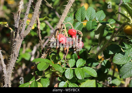 Rosa canina bacche e foglie in un primo piano foto fotografato in Finlandia durante un soleggiato autunno/giornata d'autunno. Belli e colorati di immagine. Foto Stock