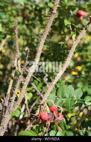 Rosa canina bacche e foglie in un primo piano foto fotografato in Finlandia durante un soleggiato autunno/giornata d'autunno. Belli e colorati di immagine. Foto Stock