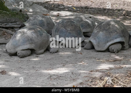Le tartarughe giganti (dipsochelys gigantea) su Seychelles Island La Digue Foto Stock