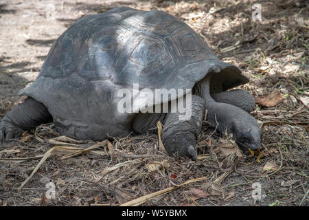 Le tartarughe giganti (dipsochelys gigantea) su Seychelles Island La Digue Foto Stock