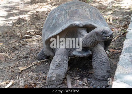Le tartarughe giganti (dipsochelys gigantea) su Seychelles Island La Digue Foto Stock