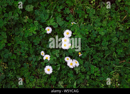 Gruppo di margherite bianco in fiore circondato da erba e trifoglio verde in una San Francisco Park Foto Stock