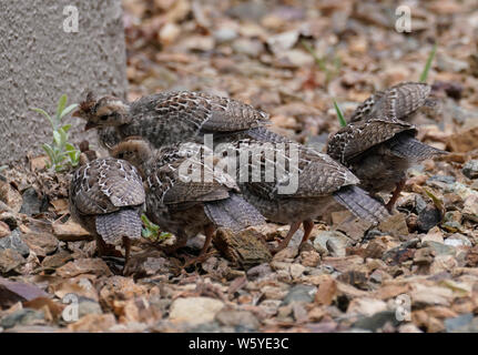 Un gruppo di pulcini di quaglia hanno trovato qualcosa da mangiare. Foto Stock