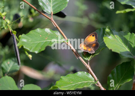 Il Gatekeeper o Hedge marrone (Pyronia tithonus) farfalla in appoggio su una foglia Foto Stock