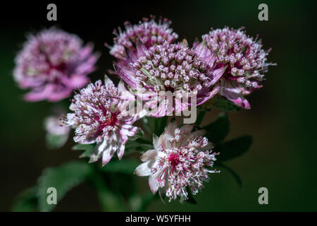 Macro shot di viola e bianco astrantia major (grande masterwort) le teste dei fiori con uno sfondo scuro Foto Stock