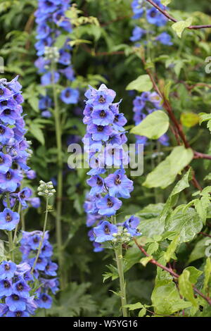 Blue hollyhock picchi di fiori Foto Stock