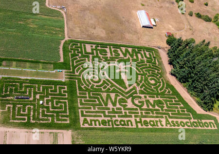 Labirinto di mais a Rutledge Farm in Tumwater, WA. Sponsor di questo anno è l'associazione americana del cuore. Foto Stock