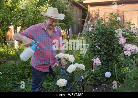 Senior uomo nel cappello con irrigazione può rose in giardino Foto Stock