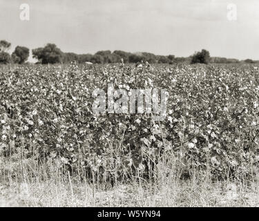 1930s campo di fattoria di cotone Gossypium BURST BOLLS aperto pronto a raccogliere e messe vicino a Los CRUCES NEW MEXICO USA - c7175 HAR001 HARS in vecchio stile Foto Stock