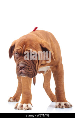 Curioso poco Dogue de Bordeaux cucciolo guarda giù a qualcosa su sfondo bianco Foto Stock