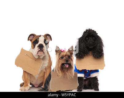 Tre cani senzatetto segni di usura sui loro colli in attesa di adozione su sfondo bianco Foto Stock