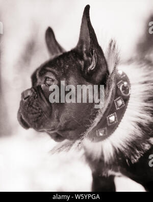 1920s 1930 BULLDOG francese ritratto di profilo di indossare pellicce insoliti e costellato di metallo collare in pelle guardando intensamente al lato - d393 HAR001 HARS CONCETTUALE COMPAGNO DI RAZZA elegante compagno insolito cane Canine mammifero costellata DURA IN BIANCO E NERO HAR001 in vecchio stile Foto Stock