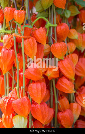 Lanterna cinese impianto (Physalis alkekengi) Foto Stock