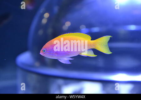 Una luce arancione brillante pesce a Skegness Acquario, Skegness, Lincolnshire, Regno Unito Foto Stock