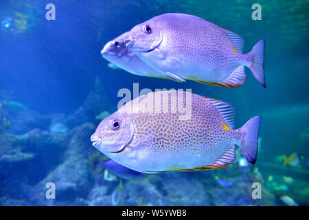 Pesce nuotare passato a Skegness Acquario, Skegness, Lincolnshire, Regno Unito Foto Stock