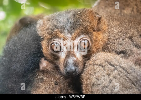 Rosso fiammante lemur (il Eulemur rufifrons), noto anche come il rosso fiammante lemure marrone Foto Stock