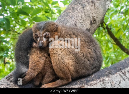 Rosso fiammante lemur (il Eulemur rufifrons), noto anche come il rosso fiammante lemure marrone Foto Stock