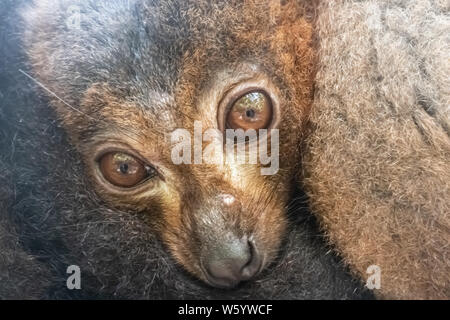 Rosso fiammante lemur (il Eulemur rufifrons), noto anche come il rosso fiammante lemure marrone Foto Stock