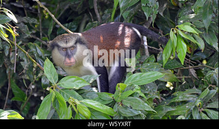 Vista frontale di un Grenada mona monkey (Cercopithecus mona) con luce occhi marroni, un nero maschera facciale, rosa muso, cremosa di barba e ventre e setosa brown Foto Stock