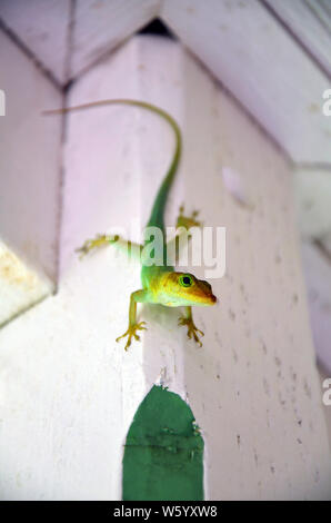 Close up di un volto di Santa Lucia (anole Anolis luciae) lizard con Bright Green eye, scaley testa dorata, artigli affilati, e neon verde pensile corpo f Foto Stock