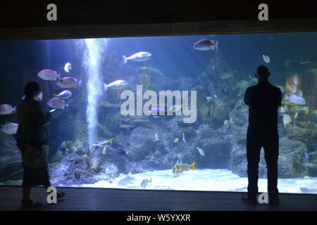 Stagione estiva a Skegness Acquario, Skegness, Lincolnshire, Regno Unito. Visitatori visualizzando il principale serbatoio di pesce. Foto Stock