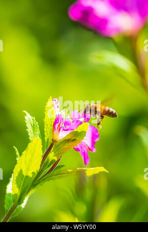 Primo piano di un western honey bee o European miele delle api (Apis mellifera) alimentazione nettare di rosa grande hairy willowherb Epilobium hirsutum fiori Foto Stock