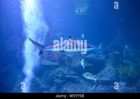 Stagione estiva a Skegness Acquario, Skegness, Lincolnshire, Regno Unito. Squalo in il principale serbatoio di pesce. Foto Stock