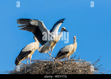 Cicogna bianca bimbi al nido, primo volo Foto Stock