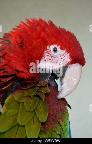 Scarlet Macaw pappagallo in Lincolnshire Wildlife Park, Friskney, Boston, Lincolnshire, Regno Unito Foto Stock