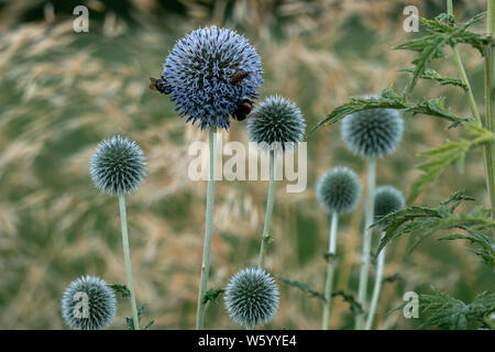 Blooming globe thistle (echinops) con api e sfondo bokeh di fondo Foto Stock