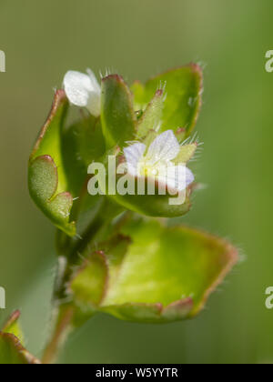 Primo piano del fiore di un campo verde speedwell (Veronica agrestis, Plantaginaceae) Foto Stock