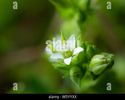 Primo piano del fiore di timo foglia (sandwort Arenaria serpyllifolia, Caryophyllaceae) Foto Stock