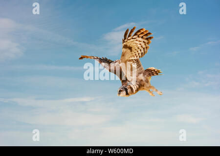 Gufo reale o unione il gufo reale (Bubo bubo) in volo, cielo blu. Questa specie di il gufo reale risiede in gran parte di Eurasia. Si tratta di uno dei più grandi Foto Stock