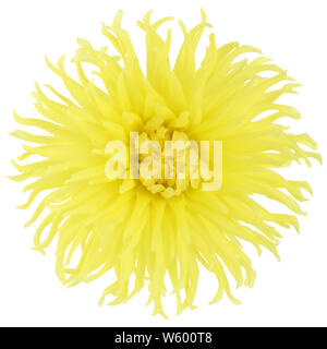 Un grande cactus giallo Fiore Dahlia Fiore isolato su bianco Foto Stock