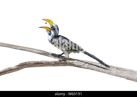 Giallo orientale-fatturati hornbill (Tockus flavirostris), noto anche come il nord del giallo-fatturati hornbill, con Bill aperto, la cattura di un seme nell'aria. Foto Stock