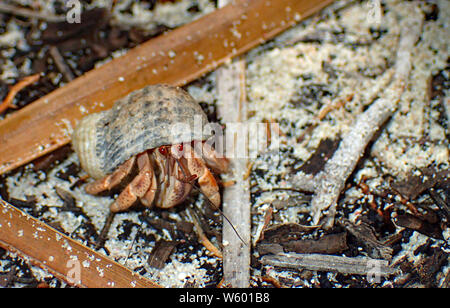 Chiusura del colore rosso brillante occhi di un po' di granchio eremita con una lunga antenna grigio, peach spotted gambe e una ruvida color sabbia seduta shell nel palmare Palm Foto Stock