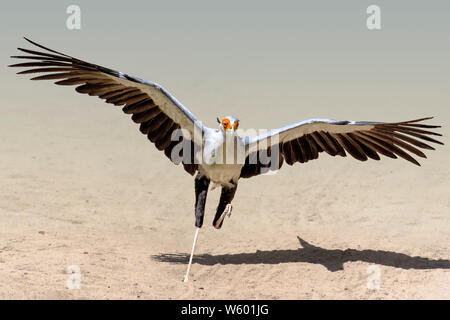 Chiusura del segretario bird (Sagittarius serpentarius) volare attraverso un campo a secco Foto Stock