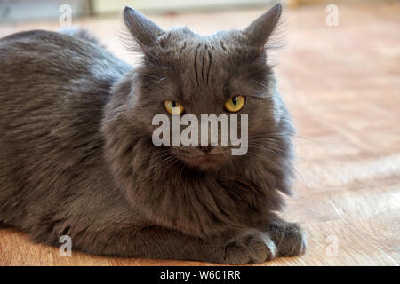 Fumoso grigio cat con occhi color ambra Foto Stock