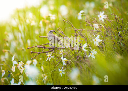 Acqua, pipit Anthus spinoletta bird in montagna Foto Stock