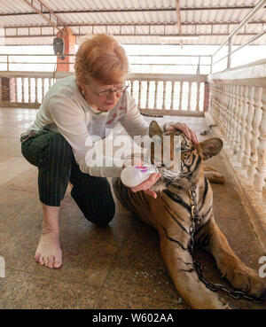 Turistica di alimentazione sono le tigri a buddisti e Tourist interagendo con le Tigri a Tiger tempio in Kanchanaburi, Thailandia del Nord Foto Stock