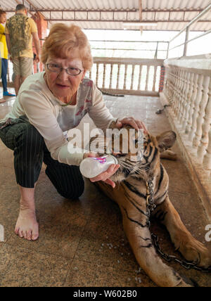 Turistica di alimentazione sono le tigri a buddisti e Tourist interagendo con le Tigri a Tiger tempio in Kanchanaburi, Thailandia del Nord Foto Stock