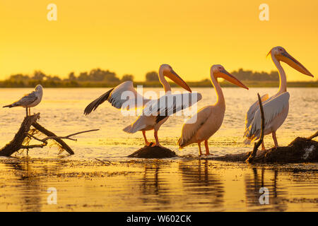 Pellicani in appoggio al tramonto nel delta del Danubio, Romania Foto Stock