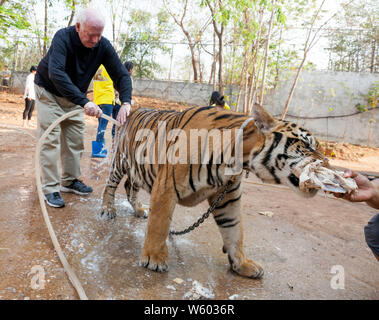 Tiger beeing bagno da turistico a buddisti e Tourist interagendo con le Tigri a Tiger tempio in Kanchanaburi, Thailandia del Nord Foto Stock