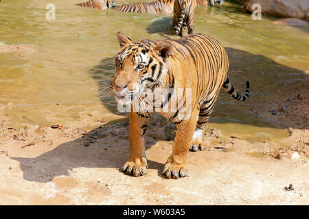 Buddista e Tourist interagendo con le Tigri a Tiger tempio in Kanchanaburi, Thailandia del Nord,le tigri del Bengala sono usati per interagire. Foto Stock